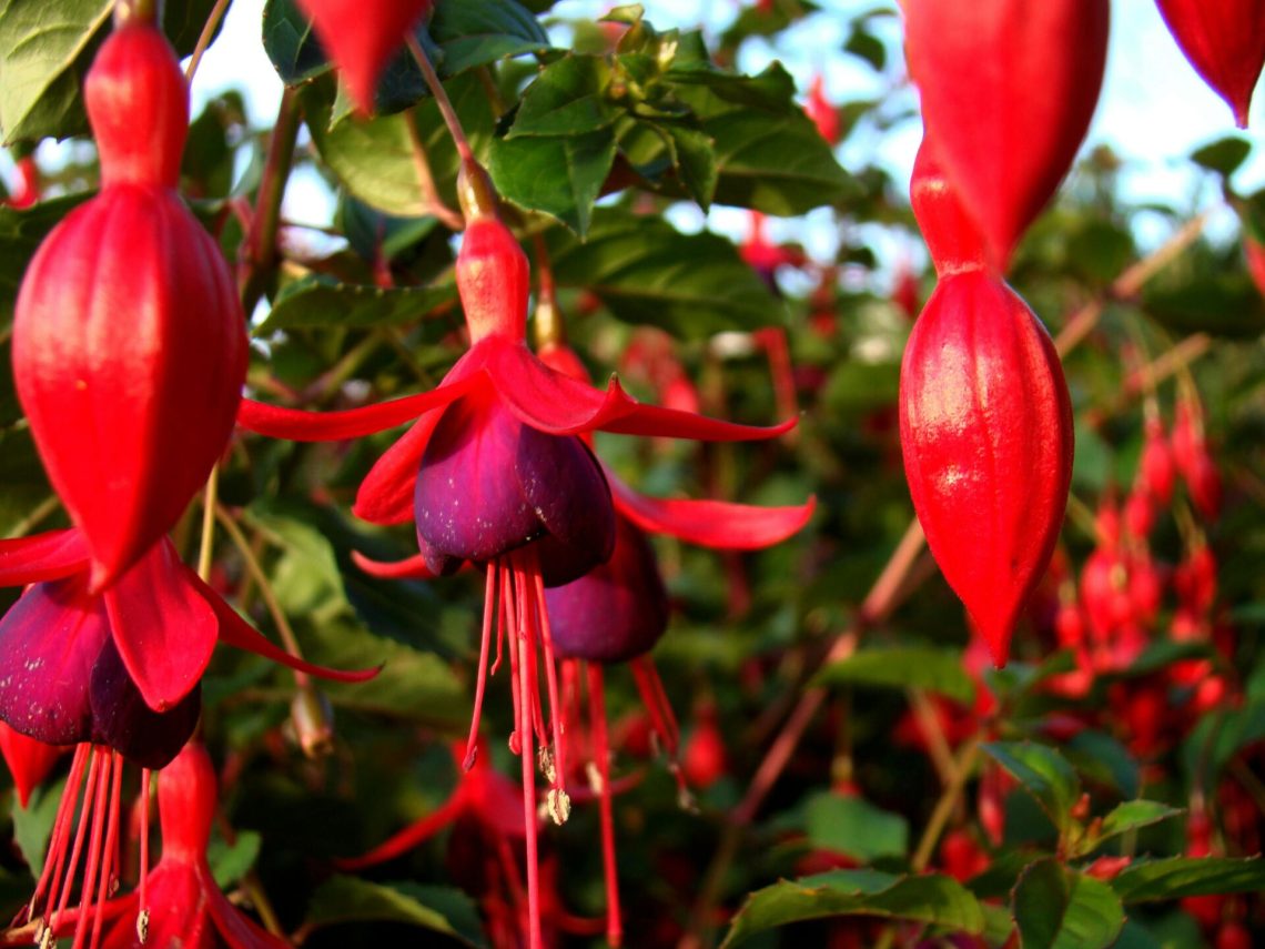 How Colours Influence Mood: Bringing Fuchsia Into Your Daily Life