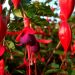 How Colours Influence Mood: Bringing Fuchsia Into Your Daily Life